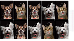 Zeszyt A4 60 kartek w kratkę z marginesem 70g Crazy Animal 10szt HERLITZ