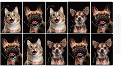 Zeszyt A5 80 kartek w kratkę z marginesem 70g Crazy Animal 10szt HERLITZ