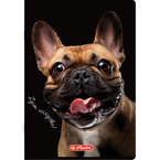 Zeszyt A5 80 kartek w kratkę z marginesem 70g Crazy Animal 5szt HERLITZ