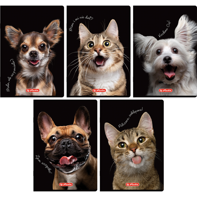 Zeszyt A4 60 kartek w kratkę z marginesem 70g Crazy Animal 5szt HERLITZ