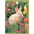 Zeszyt A4 32 kartki 3 w linię kolor 70g/m2 Animals HERLITZ