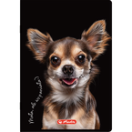 Zeszyt A5 60 kartek w linie z marginesem 70g Crazy Animal 10szt HERLITZ