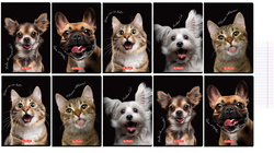 Zeszyt A5 60 kartek w linie z marginesem 70g Crazy Animal 10szt HERLITZ