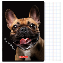 Zeszyt A4 60 kartek w kratkę z marginesem 70g Crazy Animal HERLITZ